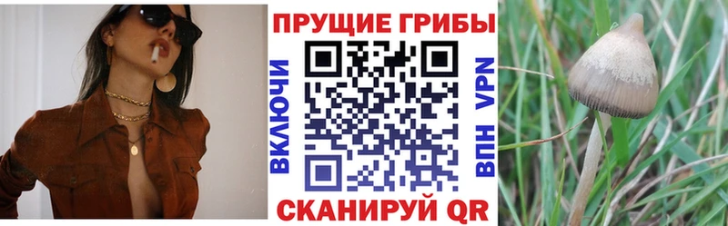 Галлюциногенные грибы Cubensis  Спас-Клепики 